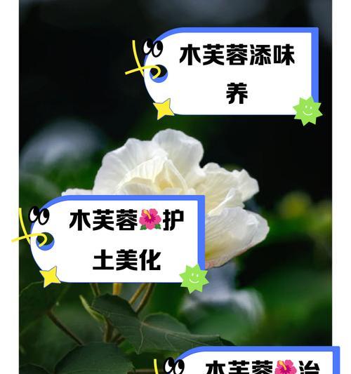 芙蓉的花语代表什么含义？