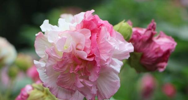 芙蓉的花语代表什么含义？