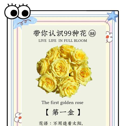 尖角玫瑰有何特别寓意？它的花语表达了什么？