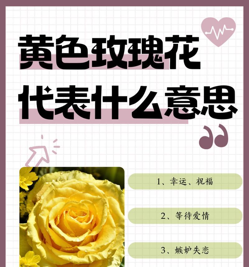 尖角玫瑰有何特别寓意？它的花语表达了什么？