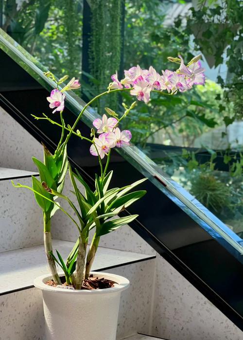 石斛兰桔色的花语有何深意？