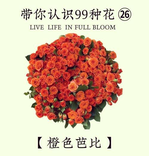 石斛兰桔色的花语有何深意？