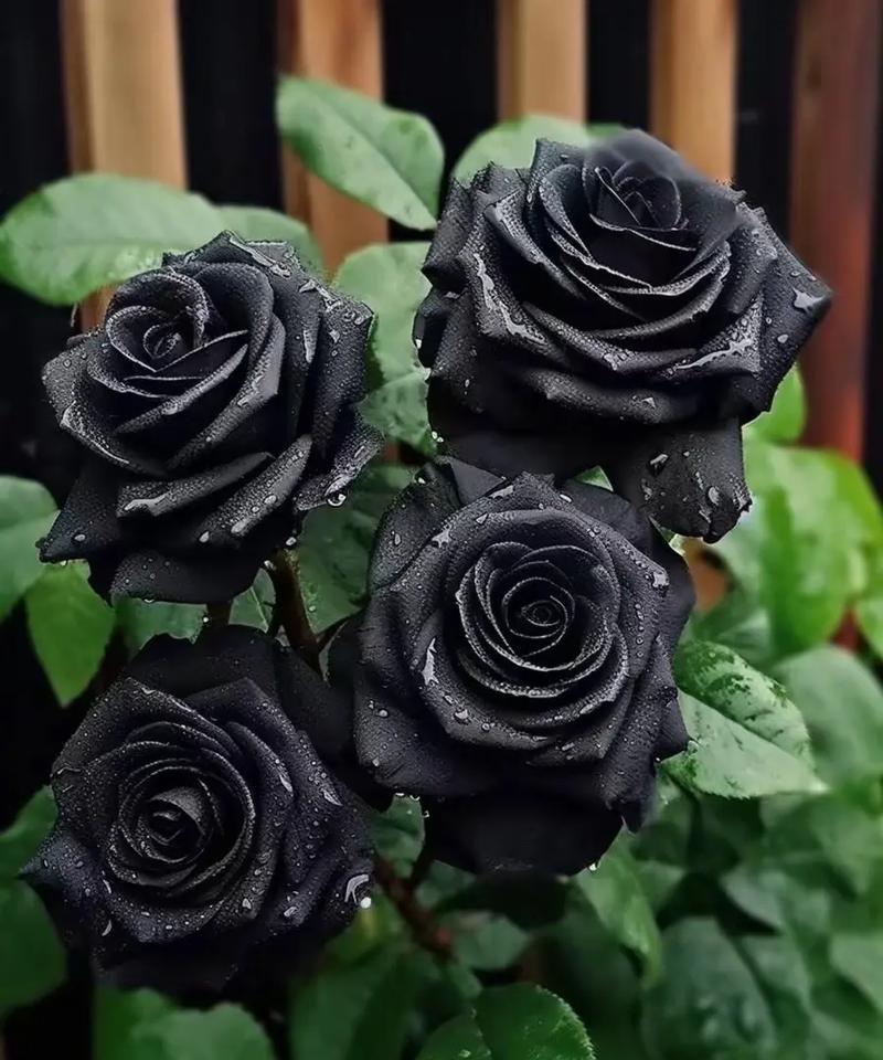 52朵玫瑰黑骑士的花语是什么？它象征着什么？