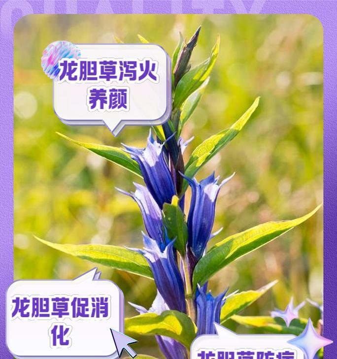 灰谷龙胆花的象征意义是什么？