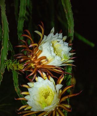 火龙有什么花语？火龙花的寓意是什么？