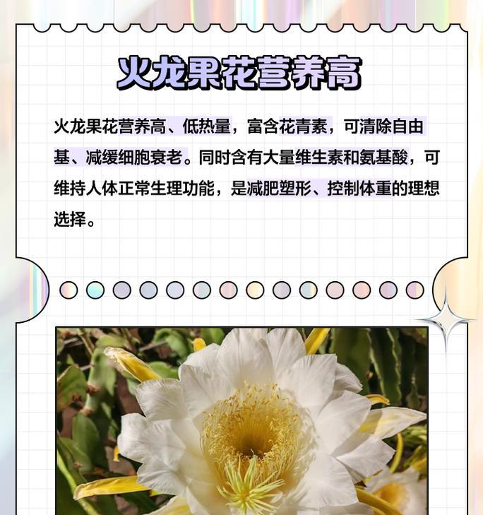 火龙有什么花语？火龙花的寓意是什么？