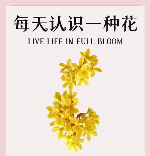 桂花在国际上的花语是什么？