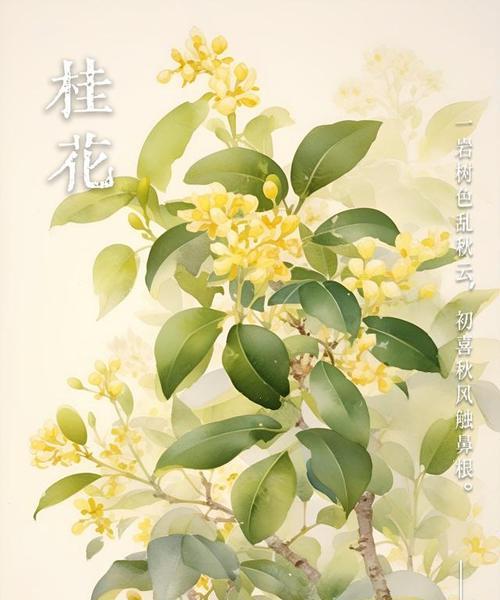 桂花在国际上的花语是什么？