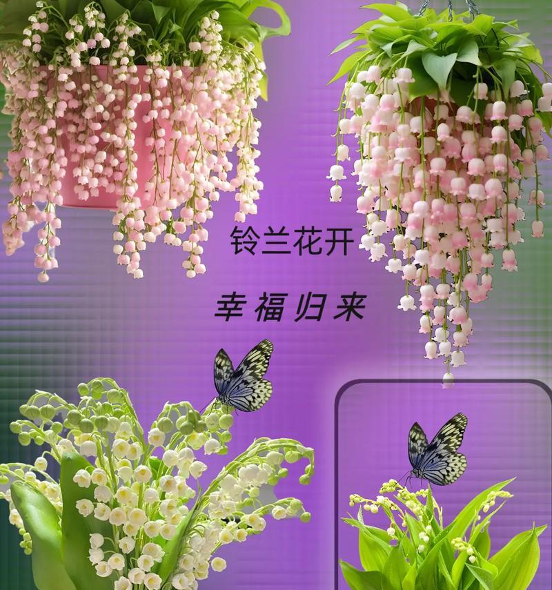 铃兰花在家居中代表什么？它有何花语寓意？