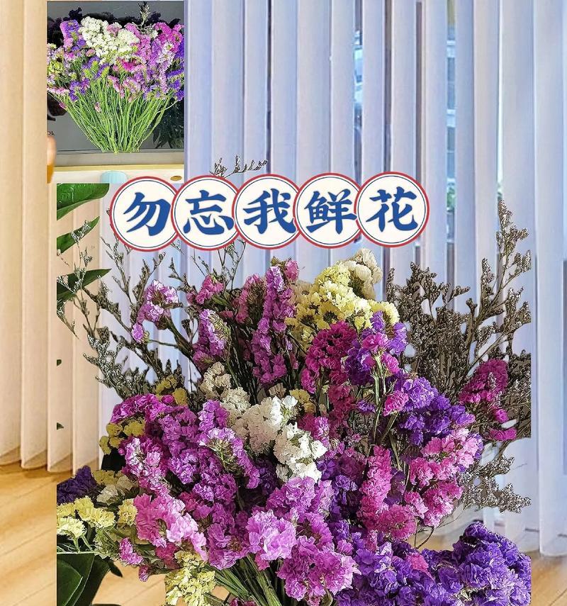 新星星的花语和寓意是什么？新星星代表了什么？