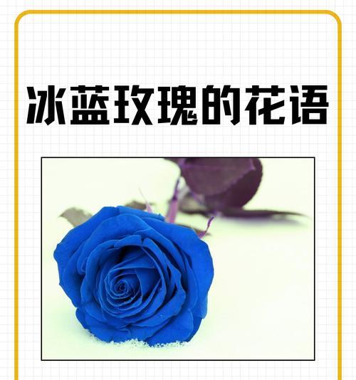 19朵爱莎小玫瑰的花语是什么？有何特别含义？