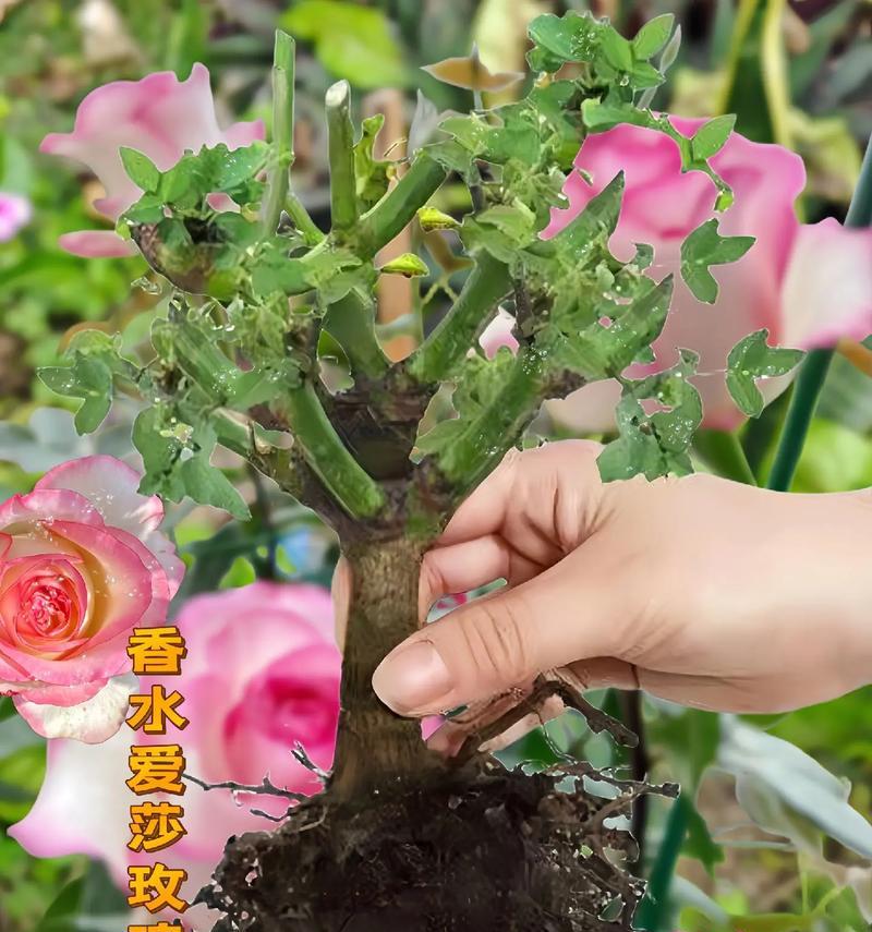 19朵爱莎小玫瑰的花语是什么？有何特别含义？
