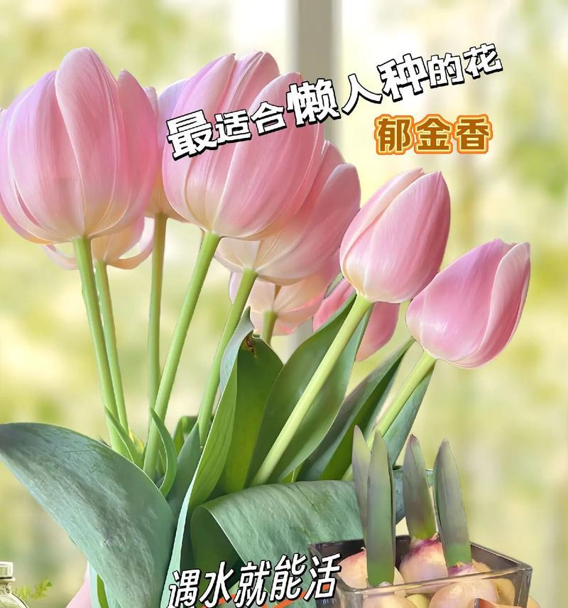 9月27日出生的人的花语是什么？