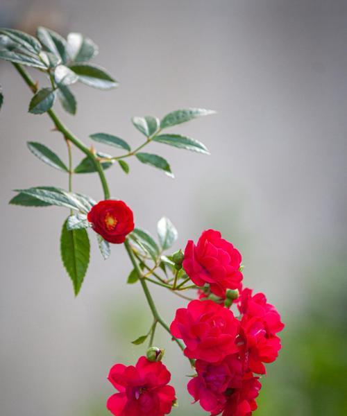 终见晴的花语是什么？它代表了什么含义？