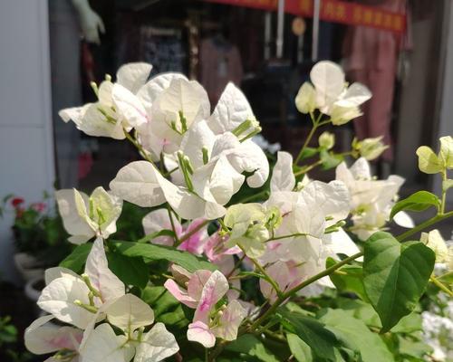 绿樱的花语和寓意是什么?代表什么?
