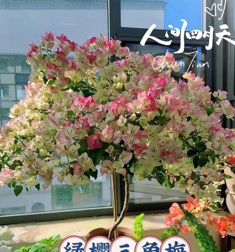 绿樱的花语和寓意是什么？代表什么？
