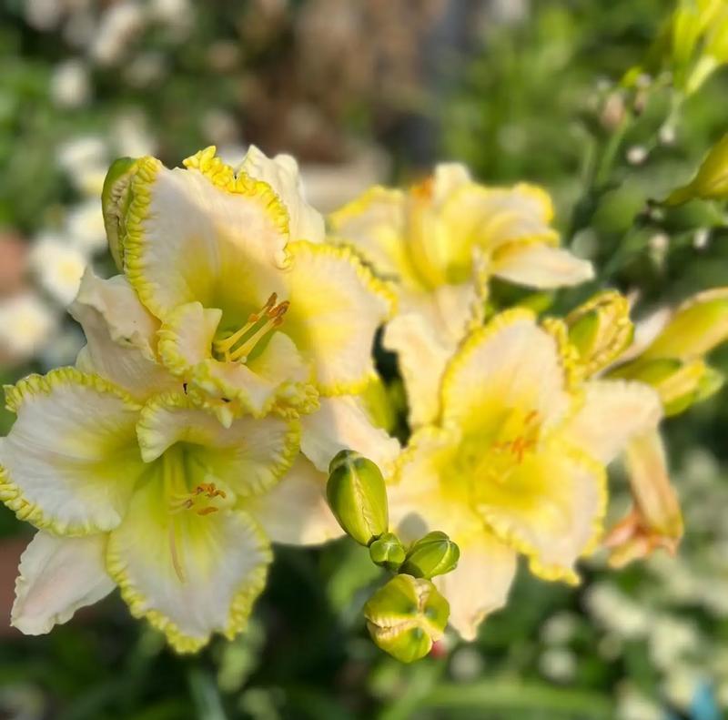哪种花的花语意味着忘记？它传递了怎样的信息？