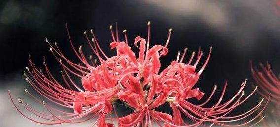 花语唯一爱人代表什么花？这种花的含义是什么？