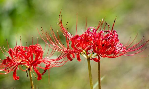 花语唯一爱人代表什么花？这种花的含义是什么？