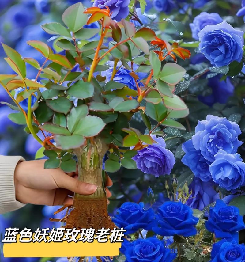 蓝色太阳花的花语有何含义？