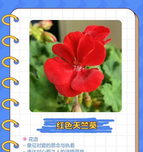 让人永世难忘的花语是什么？哪种花语能深深打动人心？