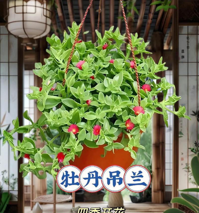 让人永世难忘的花语是什么？哪种花语能深深打动人心？