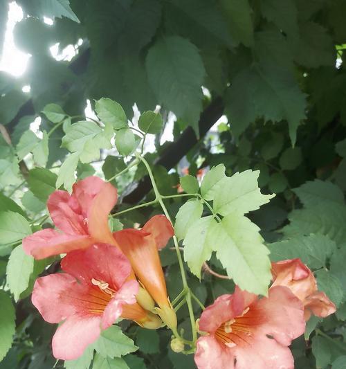 道具欣欣向荣的花语是什么？这种花语如何体现生机勃勃？