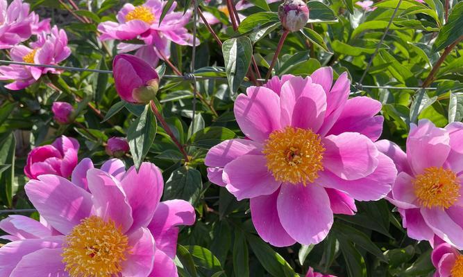 道具欣欣向荣的花语是什么？这种花语如何体现生机勃勃？