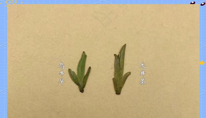原来龙井茶的花语是什么呢？龙井茶与哪种花语相似？