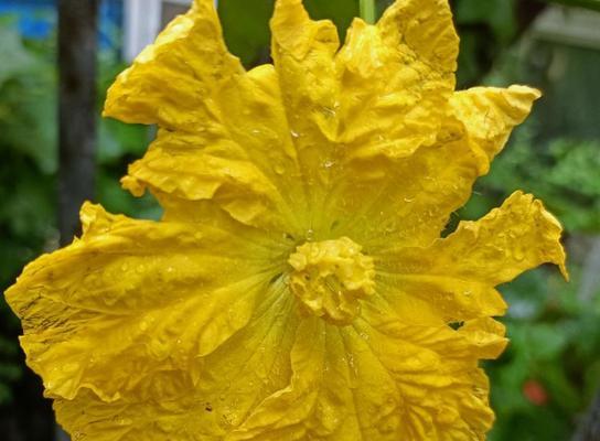 白露时节的花语有何特殊含义？它代表了什么？