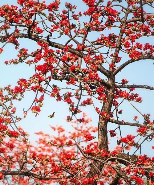 木棉花在立夏时的花语是什么？它象征着什么？