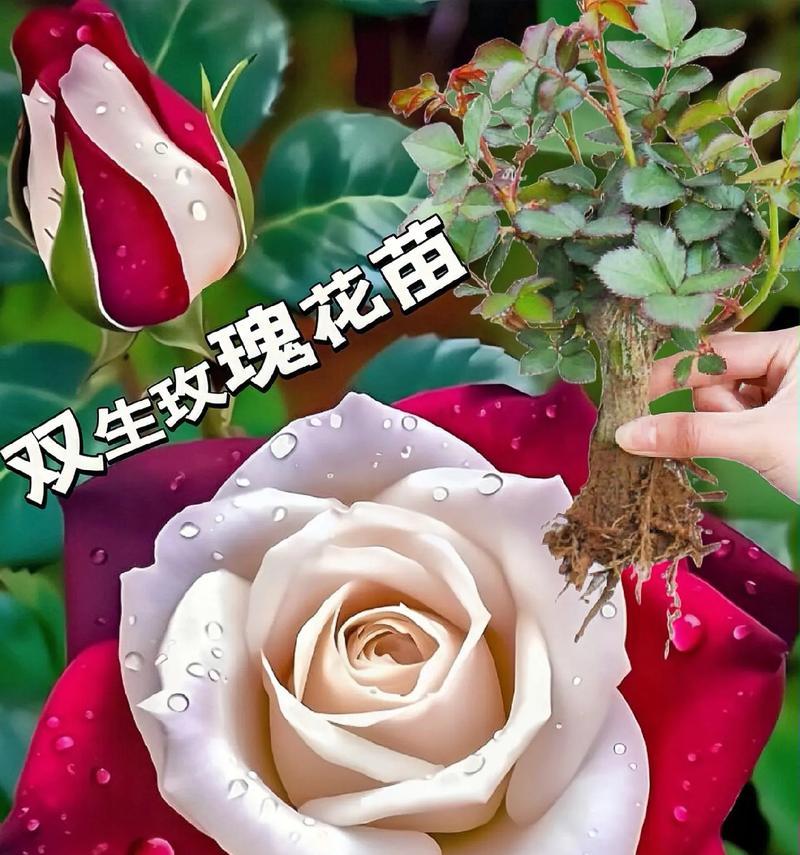 蓝金玫瑰的双重花语有何不同？