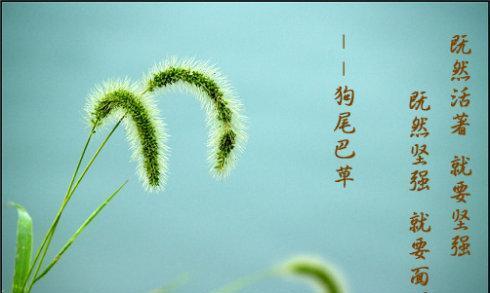 鸡草花的花语有哪些含义？