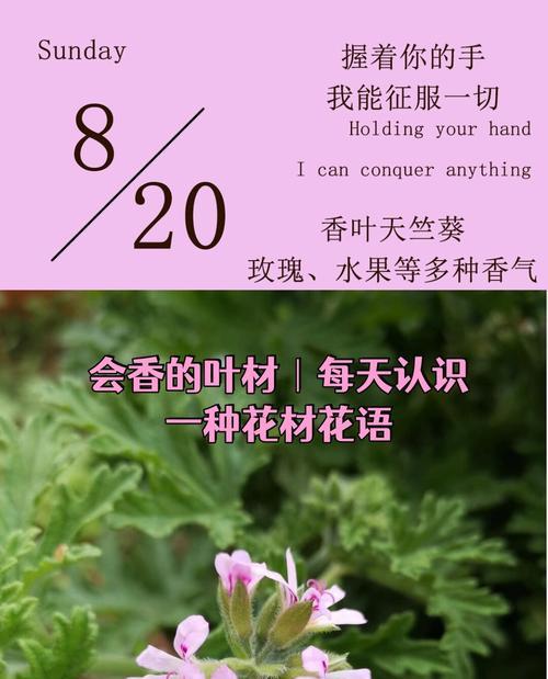 摘叶子行为的花语含义是什么？