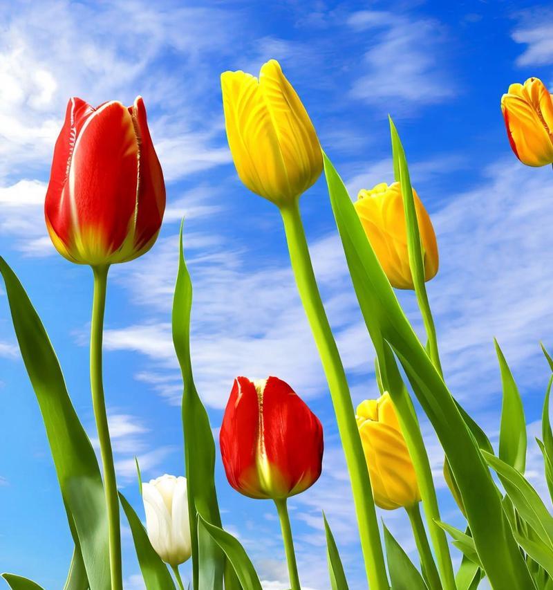59朵郁金香的花语代表什么？郁金香花语有哪些特别含义？