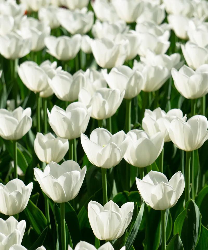 59朵郁金香的花语代表什么？郁金香花语有哪些特别含义？