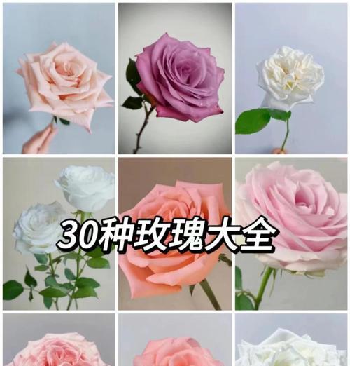 什么是玫瑰林的花语？玫瑰林的花语有哪些特别之处？