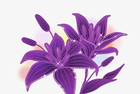 紫色百合花语有何深意？