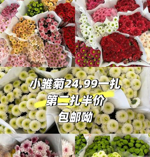 土培雏菊的花语是什么？它的寓意又是什么？