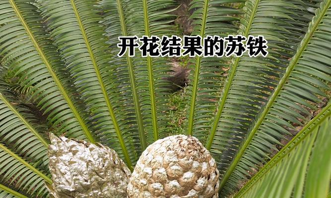 苏铁花代表的花语是什么？