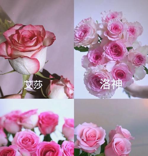 玫瑰花的象征意义有哪些？