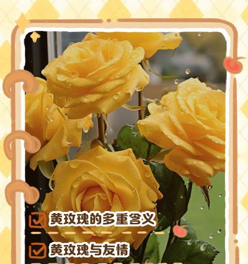 给前任送黄色玫瑰花意味着什么？它代表了哪种情感？