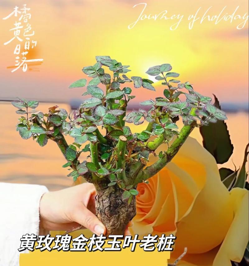 给前任送黄色玫瑰花意味着什么？它代表了哪种情感？