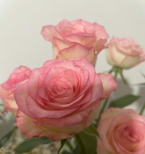 五朵艾莎花的花语寓意有何特别？