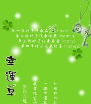 幸运草代表什么？它的花语有哪些？