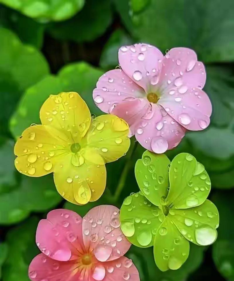 幸运草代表什么？它的花语有哪些？