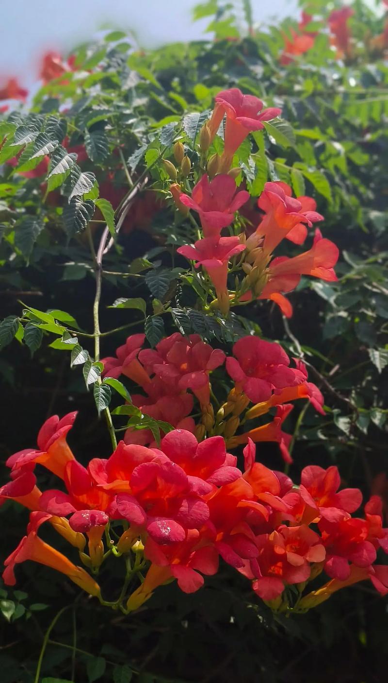 哪种花的花语代表失败？