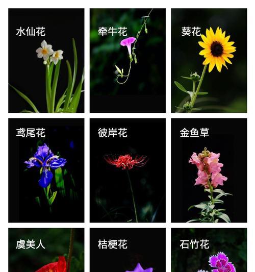 哪种花的花语代表失败？