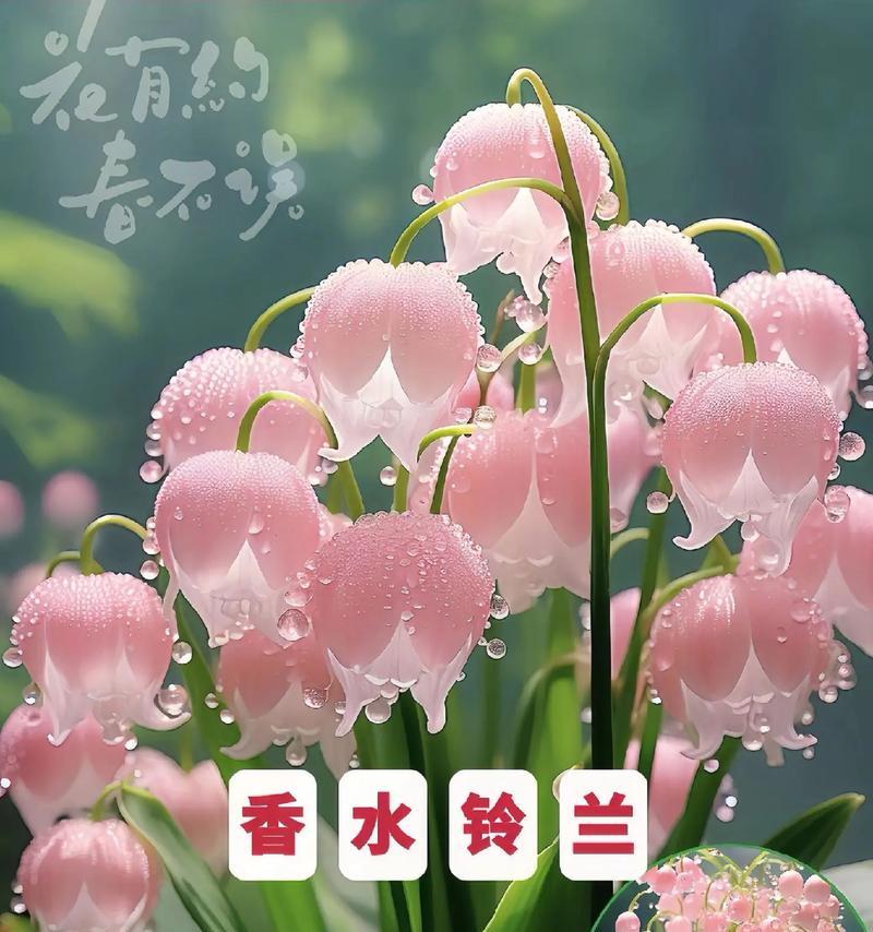 女生香水通常代表什么花语？