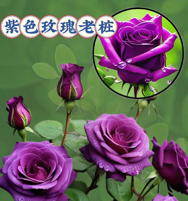 红紫蓝玫瑰的花语是什么？它代表了哪些情感？